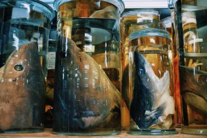 Decapitated sharks' heads in jars.