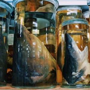 Decapitated sharks' heads in jars.