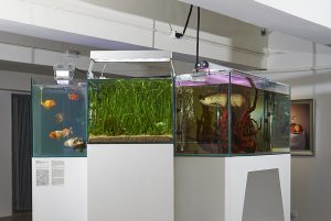 Photograph of three fish tanks in a gallery. Two tanks clearly have fish in the third only plants can be seen.