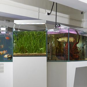 Photograph of three fish tanks in a gallery. Two tanks clearly have fish in the third only plants can be seen.