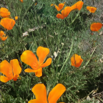 orange flowers across green grass