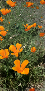 orange flowers across green grass