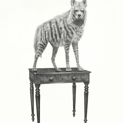 A large pencil drawing by artist Rachel Goodyear. A hyena stands on a wooden side table, facing the viewer