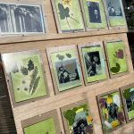 Image of anthotype prints in frames exposing in the sunshine on a stand