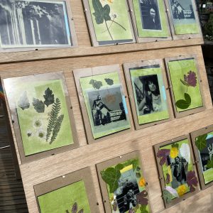 Image of anthotype prints in frames exposing in the sunshine on a stand