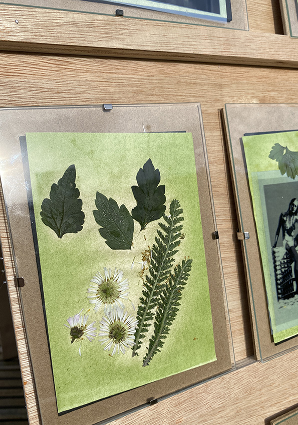 This image shows the anthotype exposing in the sun, the paper is still green but you can see the effect of the sunshine starting to bleach the page