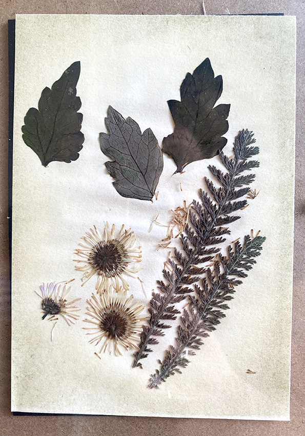 This image shows the anthotype with the leaves and flowers still on the page, but with the paper bleached from the effect of the sun