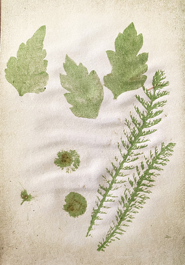 This images shows the finished anthotype with the shapes of the leaves and the flowers that were on the page in green, with all other areas bleached by the sun