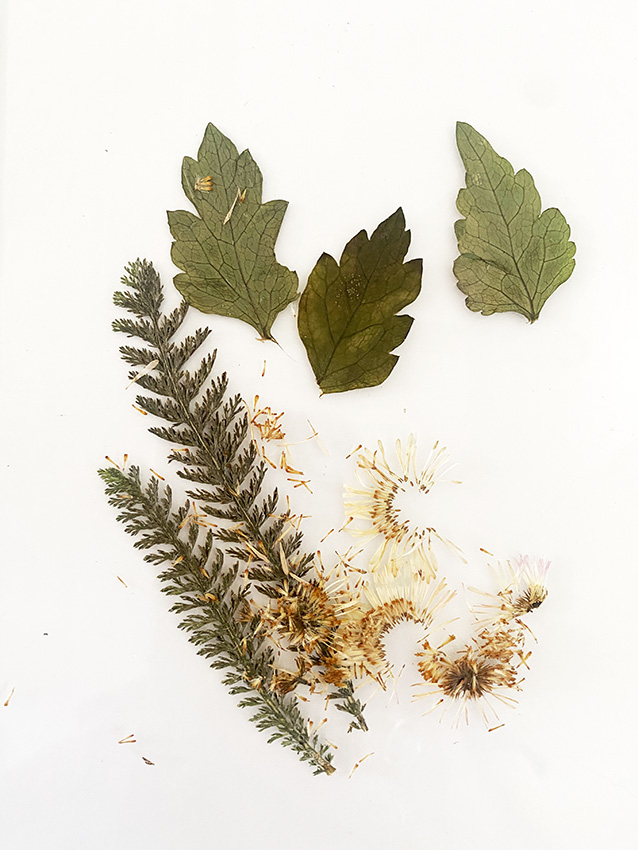This image shows the leaves and the flowers that have been removed from the anthotype