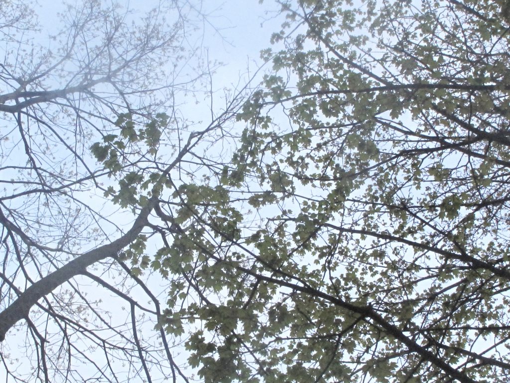 Tree branches and leaves against a pale blue sky