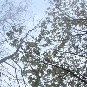 Tree branches and leaves against a pale blue sky