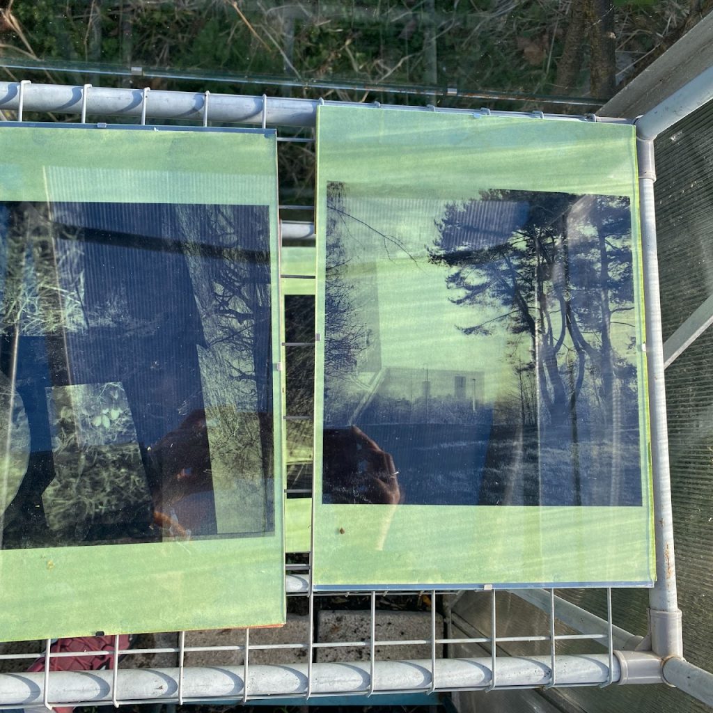 A photograph shows two green anthotype prints, on a rack,  being exposed to the sun. 