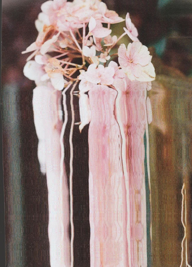 A 35mm photograph of a pink flower, that has been scanned and manipulated to elongate and extrude the image.