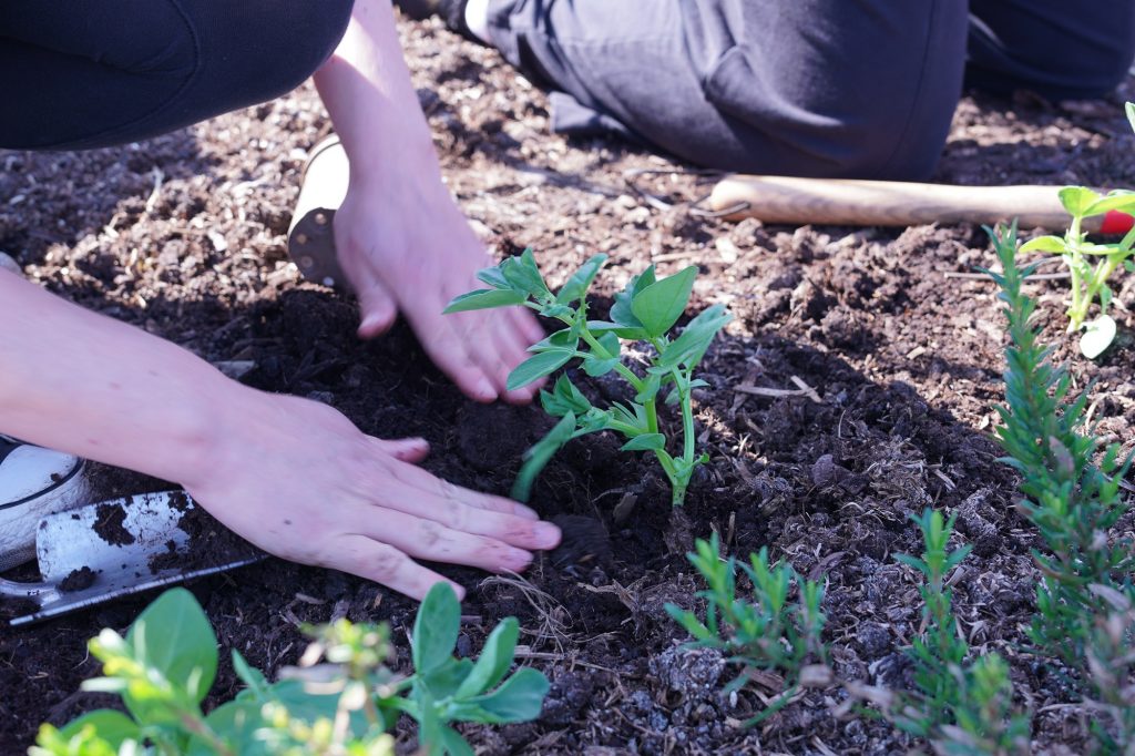a close up of hands planting a plant in soil