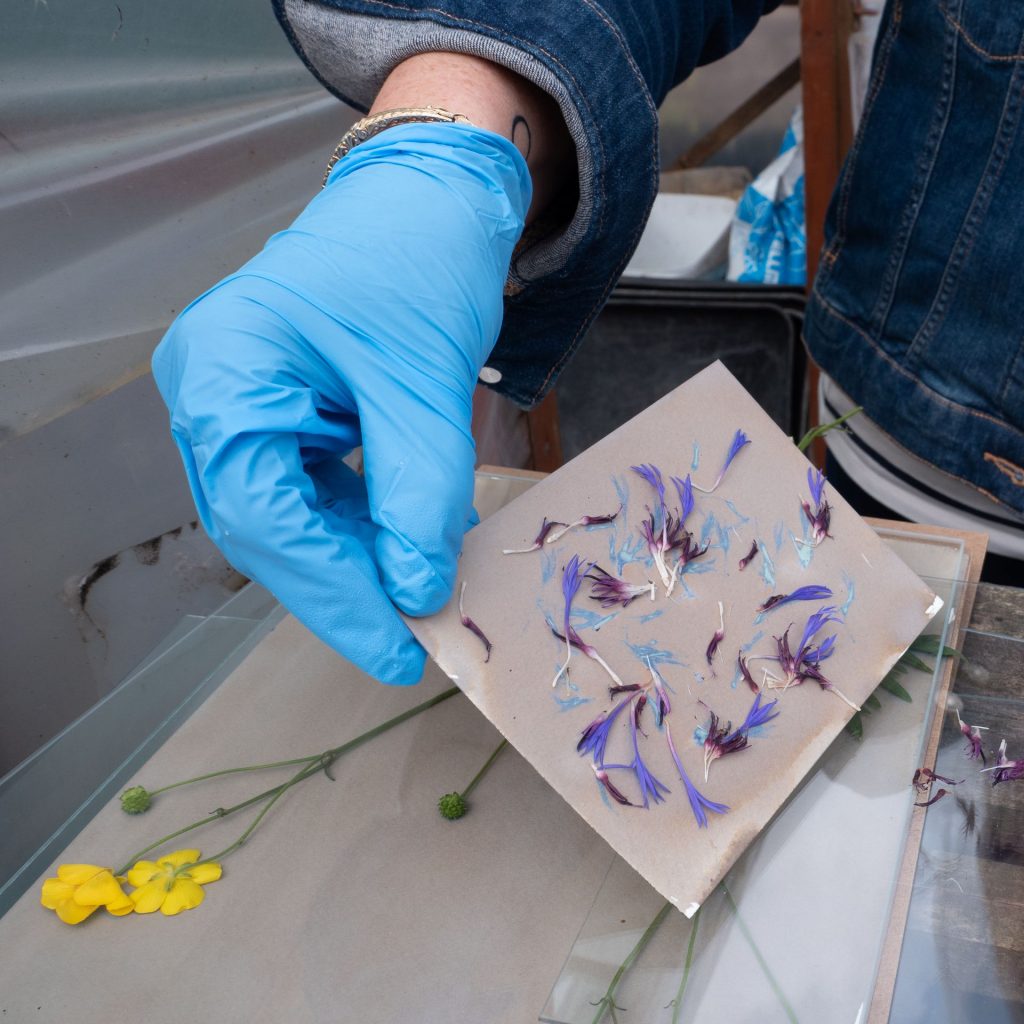 This image shows someone wearing a blue nitrile glove handling some pressed flowers on card for a chemical reaction as part of a workshop. The flowers are blue and purple in colour.