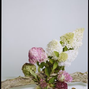 Image of a thick branch with, white pink and green hydrangea flowers sprouting from it.