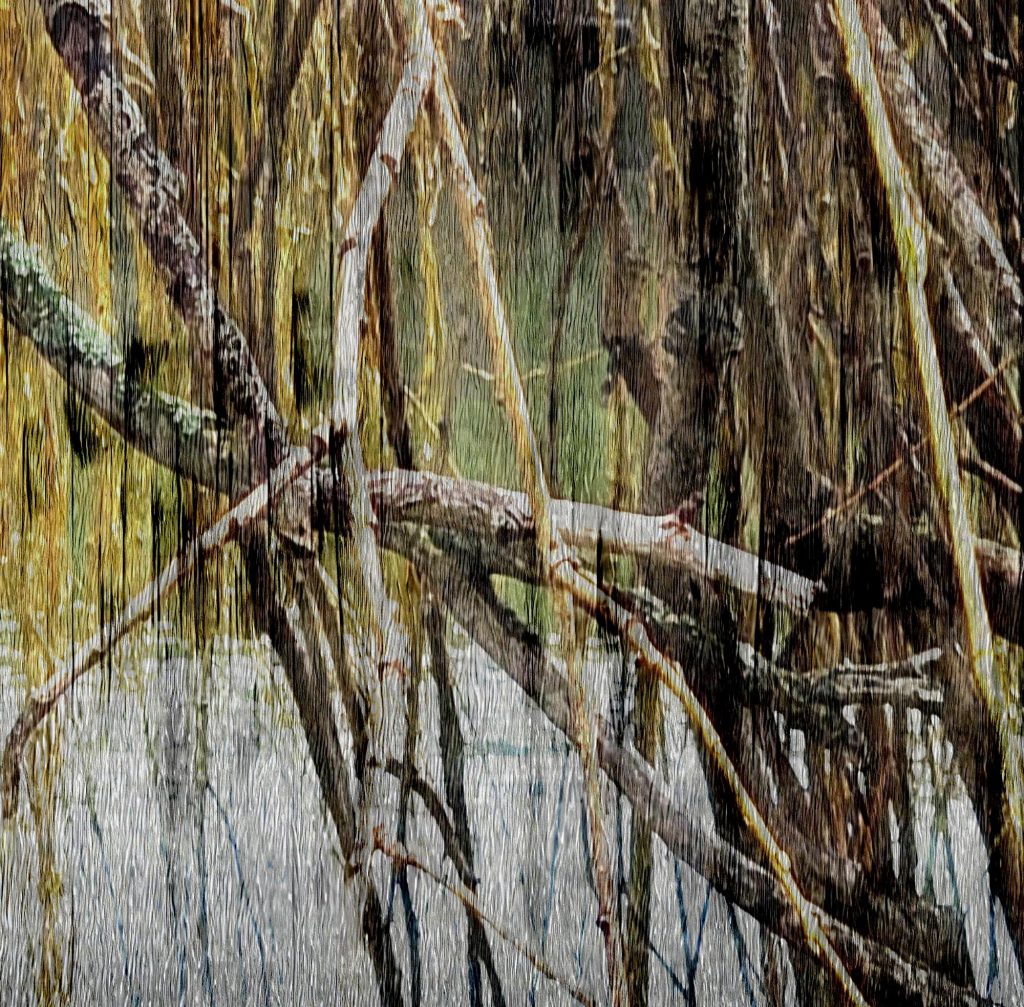 Double exposure photograph of trees  overlapped with bird song audio file.