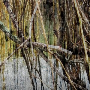 Double exposure photograph of trees overlapped with bird song audio file.