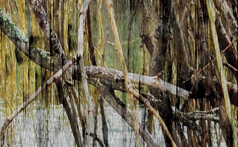 Double exposure photograph of trees overlapped with bird song audio file.