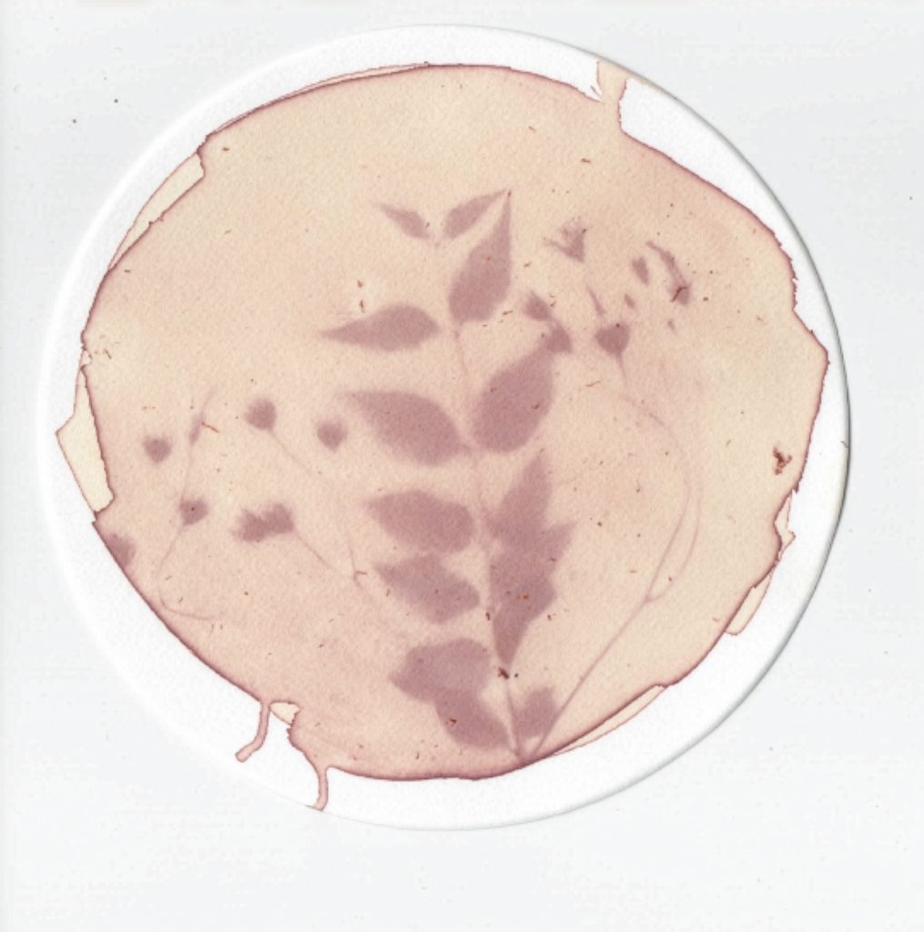 An anthotype print, a pale pink ground bacground with the shape of a sprig with leaves printed onto the page in a pale lilac colour