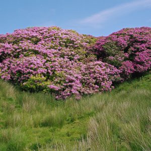 Image of a heart shaped group of pink and green flowers on a grass hill.