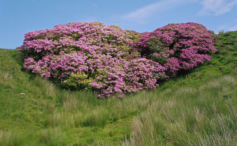 Image of a heart shaped group of pink and green flowers on a grass hill.