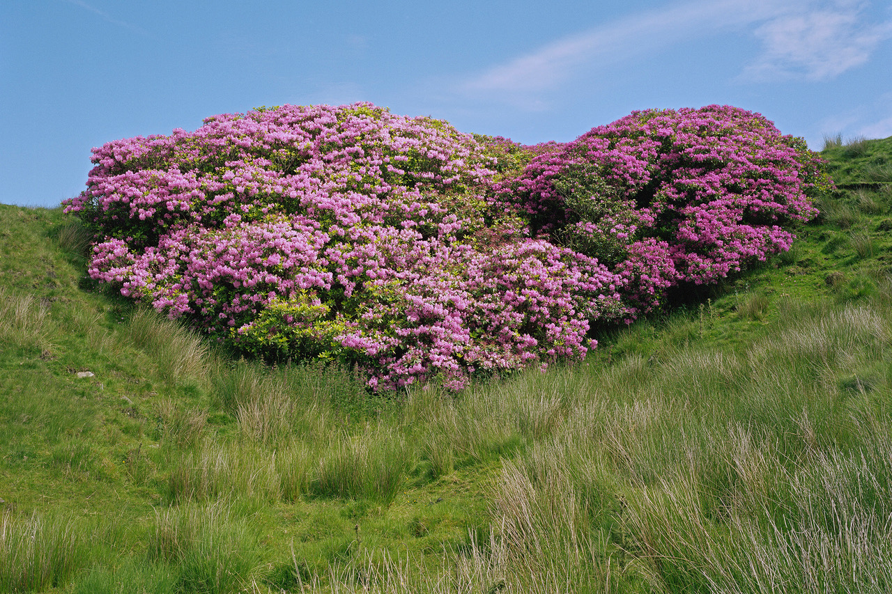 Image of a heart shaped group of pink and green flowers on a grass hill.