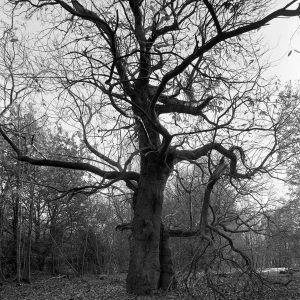 A black and white image of a large sweet chestnut tree