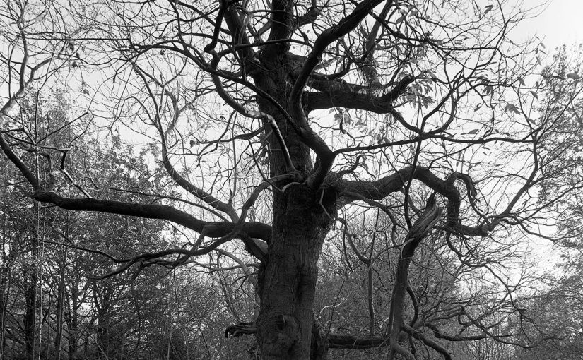A black and white image of a large sweet chestnut tree