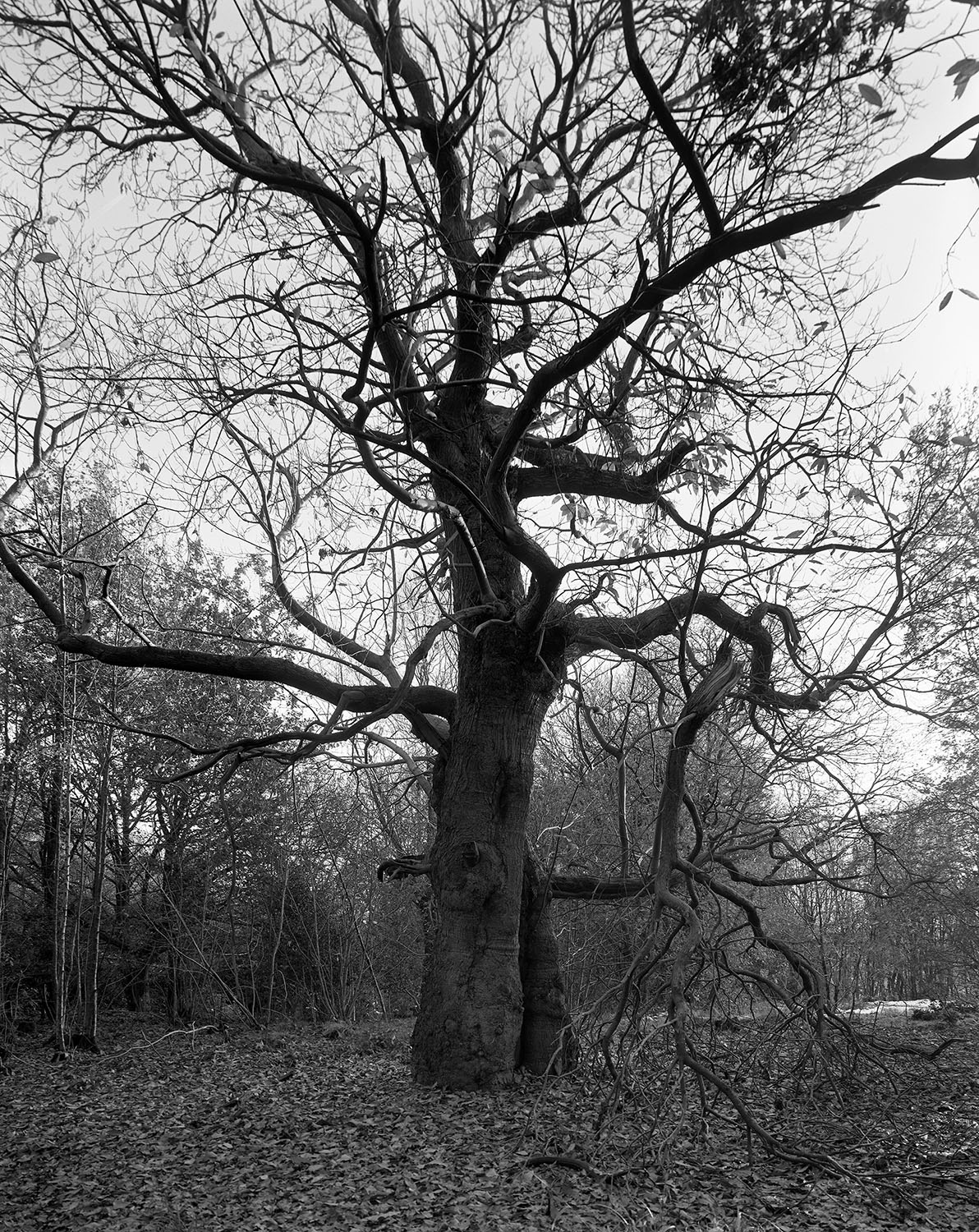 A black and white image of a large sweet chestnut tree